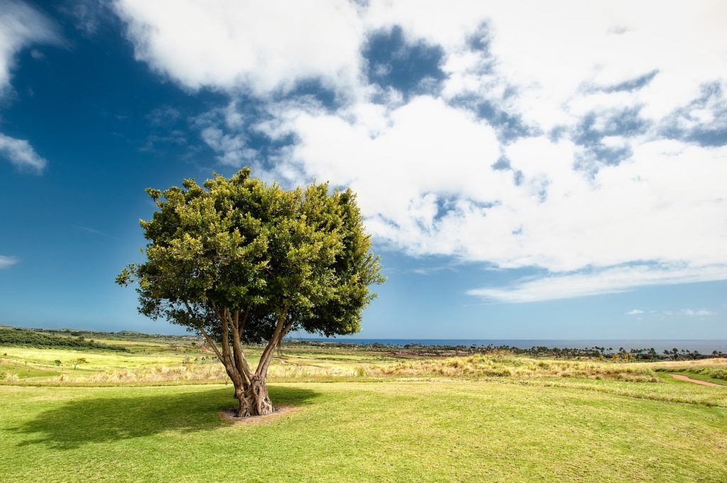 campo com um árvore e céu com algumas nuvens
