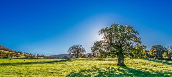roçadeira buffalo e boa