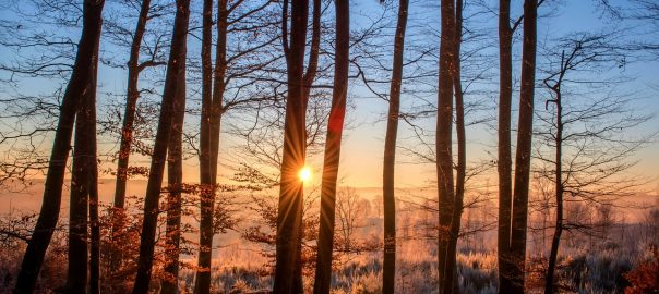 motosserra kawashima e boa